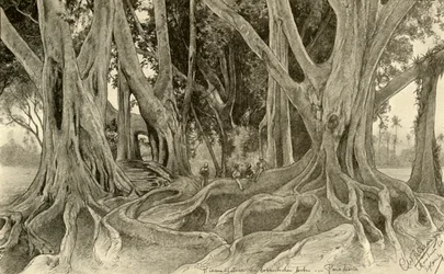 Árboles gigantes en el jardín botánico, Peradeniya, Kandy, Ceilán, 1898