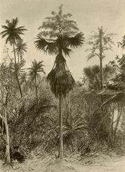 Palma Talipot después de la Floración, Ceilán, 1898