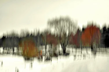 Resumen: Bosque invernal