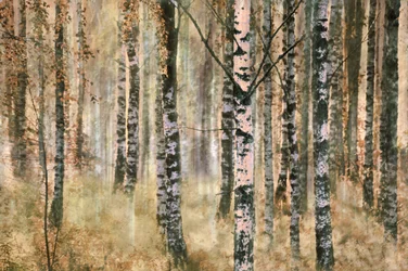 Bosque de abedules en otoño