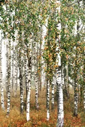 Bosque de abedules en otoño