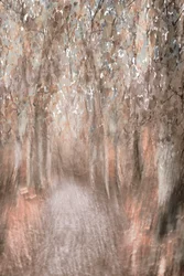 Sendero por el bosque en otoño