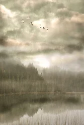 Aves sobre el lago brumoso