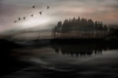 Aves sobre el lago brumoso