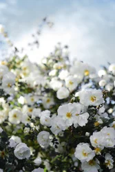 Rosas blancas en flor