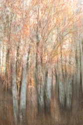 Bosque otoñal difuminado