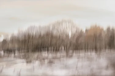 Reflejo difuso del bosque