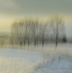 Árboles invernales borrosos