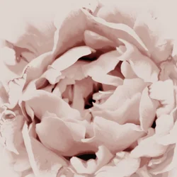 Peonía rosa palo