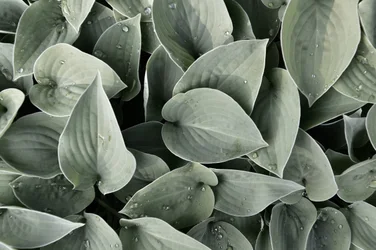Hojas de hosta cubiertas de rocío