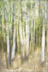 Un bosque de álamos de ensueño