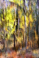 Un bosque otoñal de ensueño