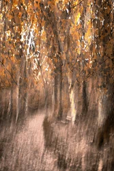 Un sendero de ensueño por el bosque en otoño