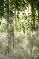 Un bosque de abedules de ensueño