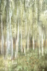 Bosques de abedules de ensueño