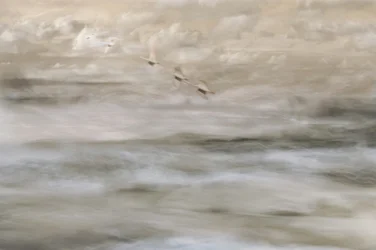 Aves de ensueño sobre el agua