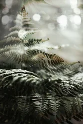 Helechos de un bosque de ensueño
