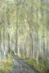Sendero de ensueño por el bosque