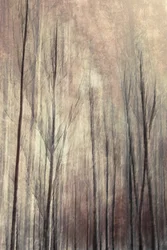 Árboles de un bosque de ensueño