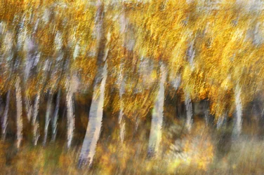El bosque dorado de ensueño