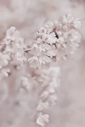 Flores rosas de ensueño