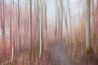 Bosque rosa de ensueño