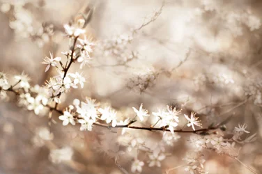 Flores blancas de ensueño