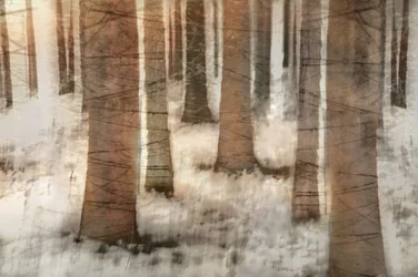 Un bosque invernal de ensueño