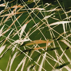 La belleza dinámica de la naturaleza