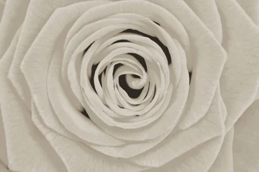 Elegante rosa blanca