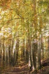 El sendero del bosque encantado