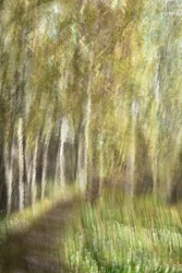 Paseo por el Bosque Etéreo