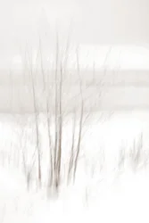 Bosques invernales etéreos