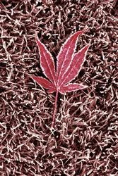Hoja de arce roja escarchada