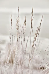 Hierba invernal cubierta de escarcha