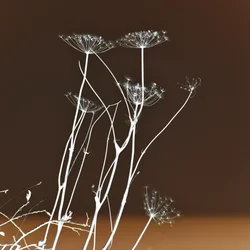 Formas botánicas luminosas