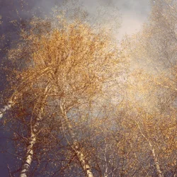 Abedules de otoño dorado