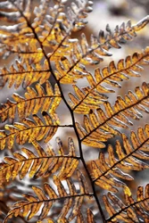 Helecho de otoño dorado