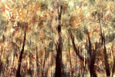 Bosque otoñal dorado
