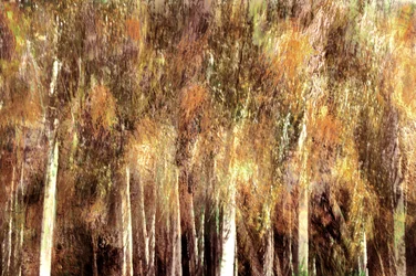 Bosque otoñal dorado