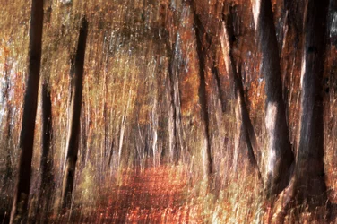 Bosque otoñal dorado