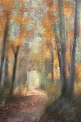 Sendero del bosque en otoño dorado
