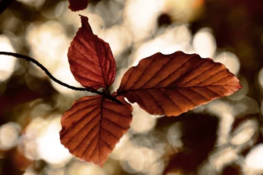 Hojas doradas de otoño