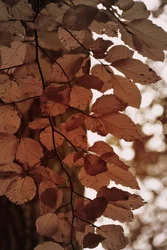 Hojas doradas de otoño