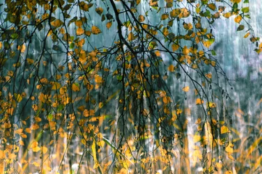 Lluvia dorada de otoño
