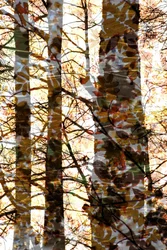 Capas del Bosque Dorado