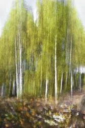 Resumen de «Bosque de abedules verdes»