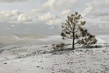 Paisaje de un árbol solitario en invierno