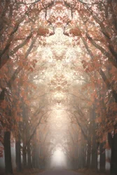 Avenida otoñal en la niebla