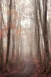 Sendero en un bosque otoñal envuelto en niebla